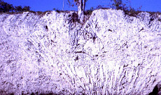 Massif corallien fossile de Key Largo, en Floride, datant de l'avant-dernier interglaciaire.