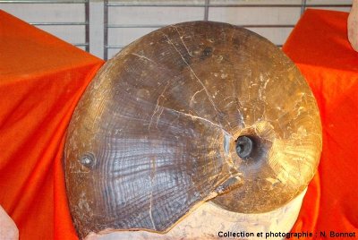 Exceptionnel nautile du genre Cenoceras, avec coquille de 45 cm de diamètre, Brionnais