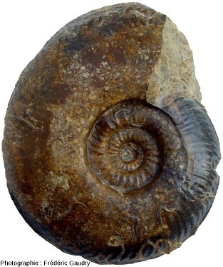 Ammonite du Toarcien supérieur du Brionnais