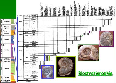 Exemple de biostratigraphie fine à partir des ammonites dans le Toarcien du Brionnais