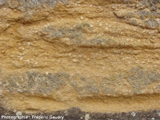 Calcaires à entroques dans les murs de la basilique de Paray-le-Monial