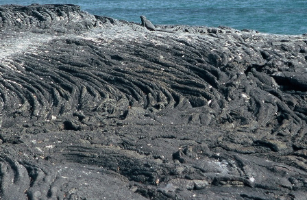 Coulée de lave cordée (Galapagos)