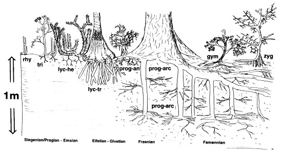 Illustration schématique de l'évolution des morphologies végétales et de la profondeur de pénétration des systèmes racinaires au cours du Dévonien