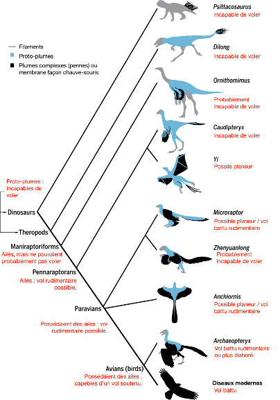 Étapes de l'histoire évolutive du vol chez les dinosaures, depuis l'apparition de la plume jusqu'au vol battu actif des oiseaux, illustrées par les fossiles représentatifs de chaque groupe