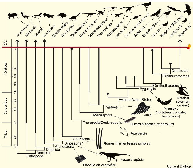Phylogénie des tétrapodes montrant l'évolution des oiseaux, avec quelques étapes des transformations morphologiques survenues