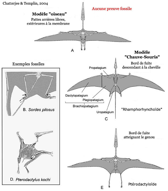 Modèles d'extension de l'aile chez les ptérosaures, d'après les fossiles disponibles