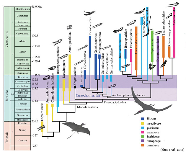 Phylogénie des ptérosaures sur laquelle ont été ajoutés le mode de vie de chaque groupe et la forme du crâne d'un représentant caractéristique du groupe