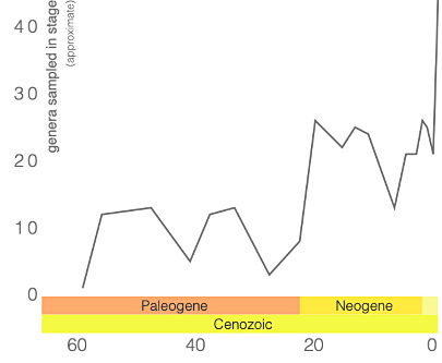Modifications de la paléo-biodiversité des chiroptères d'après l'analyse statistique des données de la Paleobiodiversity Database