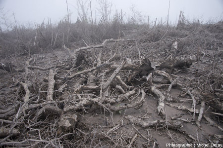 Diverses intensités de destruction de la forêt, entre destruction totale et partielle, effets mélangés des CDP et des retombées des panaches sub-pliniens