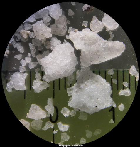 Échantillon de sel (halite) prélevé à la surface du sol, au sein d'un sillon du Nord-Ouest du désert de Lout (province de Kerman, Iran), vu à la loupe binoculaire (×8)