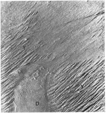 Identification historique des yardangs dans la région d'Aeolis grâce à Viking